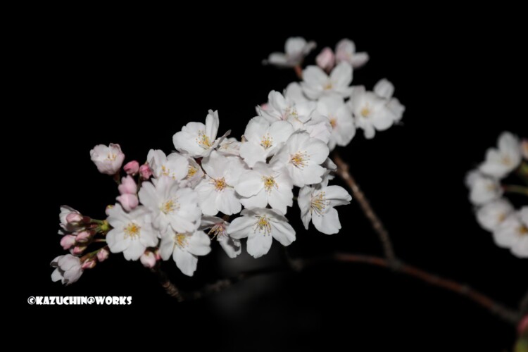 2019/04/06 荒子川公園 夜桜再び 03 2019/04/06 荒子川公園 夜桜再び 03