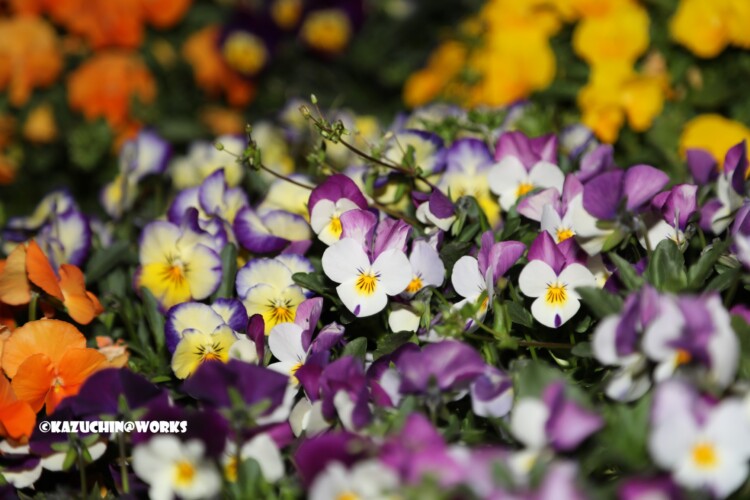 2019/04/04 荒子川公園の桜じゃない花 01 2019/04/04 荒子川公園の桜じゃない花 01