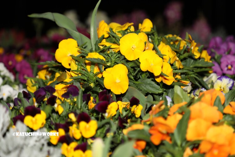 2019/04/04 荒子川公園の桜じゃない花 02 2019/04/04 荒子川公園の桜じゃない花 02