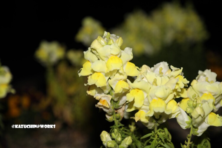 2019/04/04 荒子川公園の桜じゃない花 03 2019/04/04 荒子川公園の桜じゃない花 03