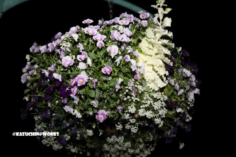 2019/04/04 荒子川公園の桜じゃない花 05 2019/04/04 荒子川公園の桜じゃない花 05