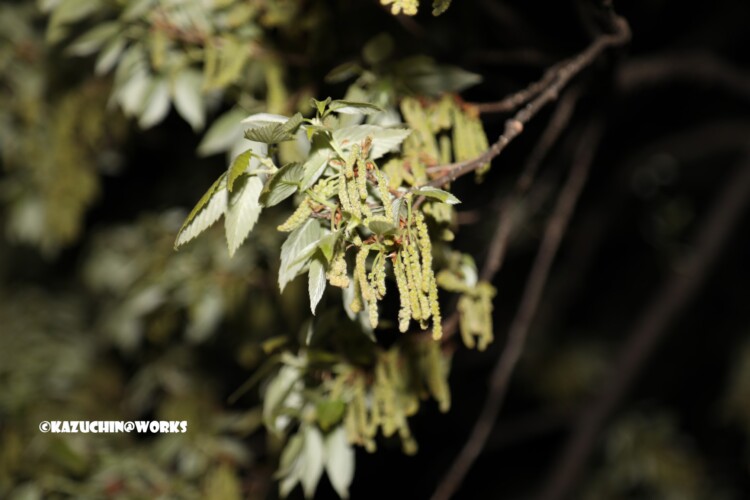 2019/04/04 荒子川公園の桜じゃない木 01 2019/04/04 荒子川公園の桜じゃない木 01