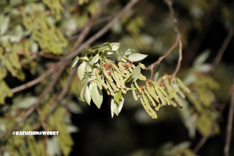 2019/04/04 荒子川公園の桜じゃない木 02 2019/04/04 荒子川公園の桜じゃない木 02