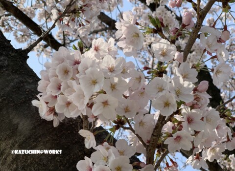 2019/04/07 神宮寺公園 桜さん 2019/04/07 神宮寺公園 桜さん