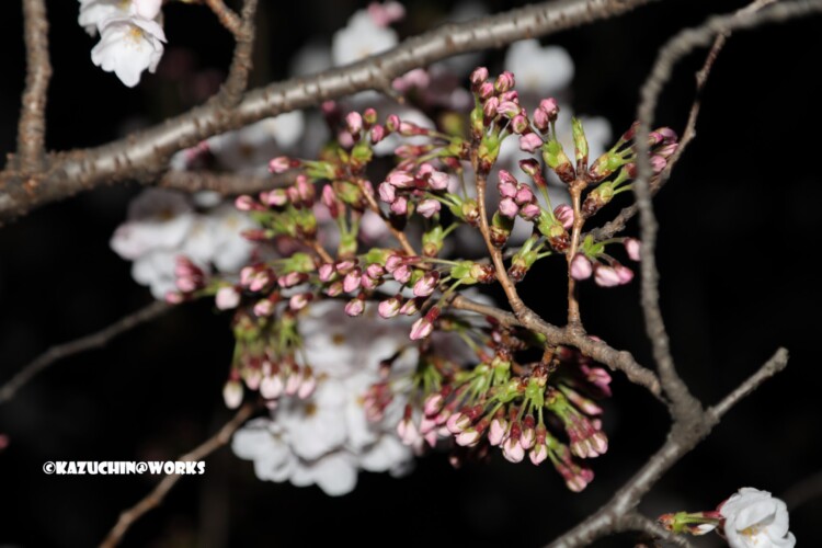 2019/04/04 荒子川公園の桜 07 2019/04/04 荒子川公園の桜 07