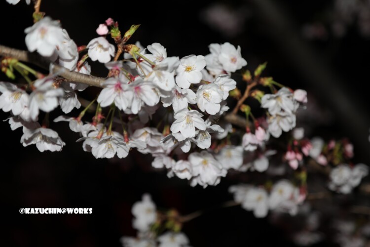 2019/04/04 荒子川公園の桜 08 2019/04/04 荒子川公園の桜 08