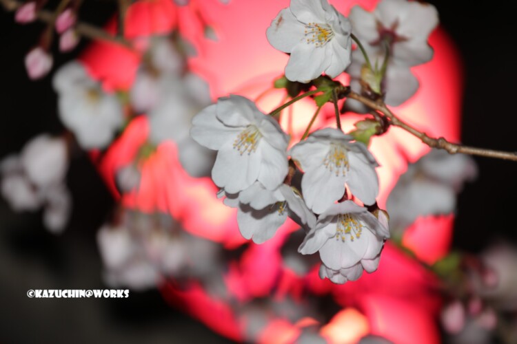 2019/04/04 荒子川公園の桜 19 2019/04/04 荒子川公園の桜 19