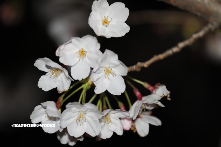 2019/04/04 荒子川公園の桜 18 2019/04/04 荒子川公園の桜 18