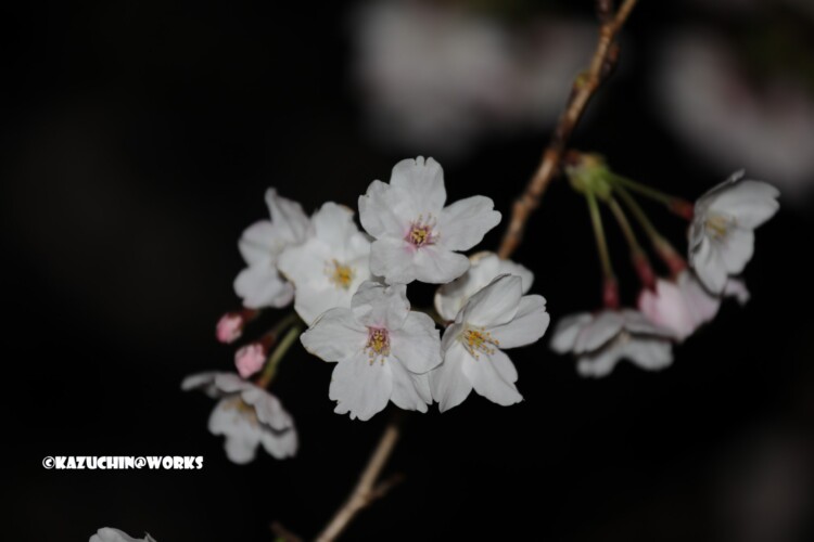 2019/04/04 荒子川公園の桜 17 2019/04/04 荒子川公園の桜 17