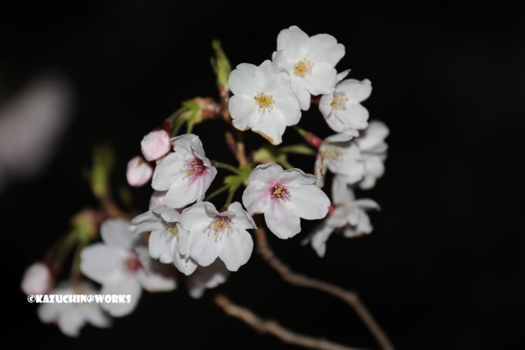 2019/04/04 荒子川公園の桜 16 2019/04/04 荒子川公園の桜 16