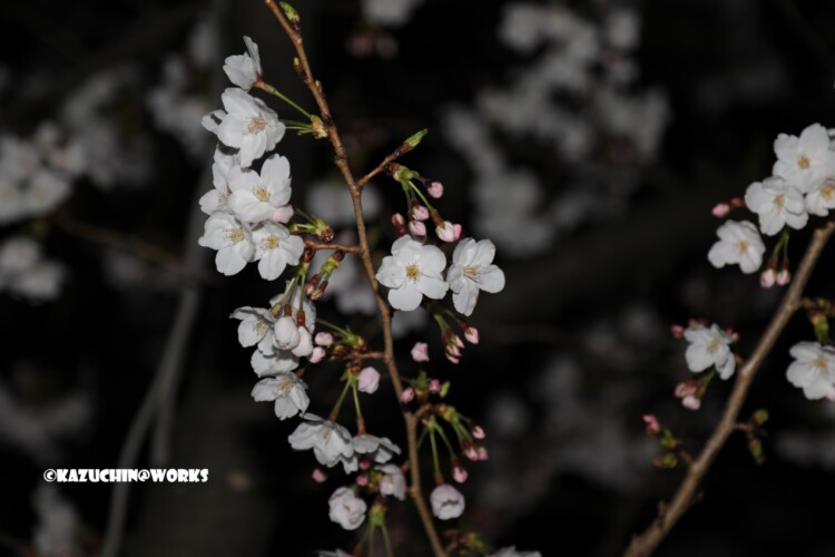 2019/04/04 荒子川公園の桜 09 2019/04/04 荒子川公園の桜 09