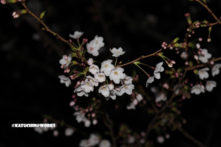 2019/04/04 荒子川公園の桜 10 2019/04/04 荒子川公園の桜 10