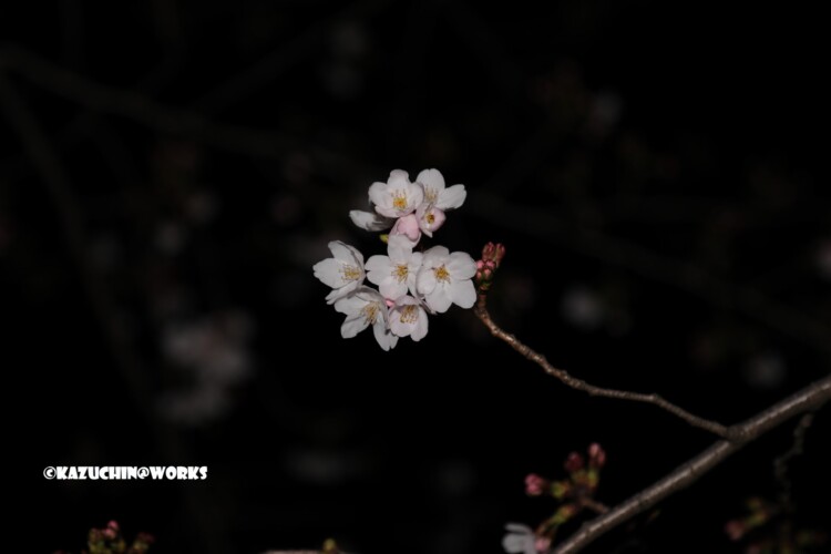 2019/04/04 荒子川公園の桜 11 2019/04/04 荒子川公園の桜 11