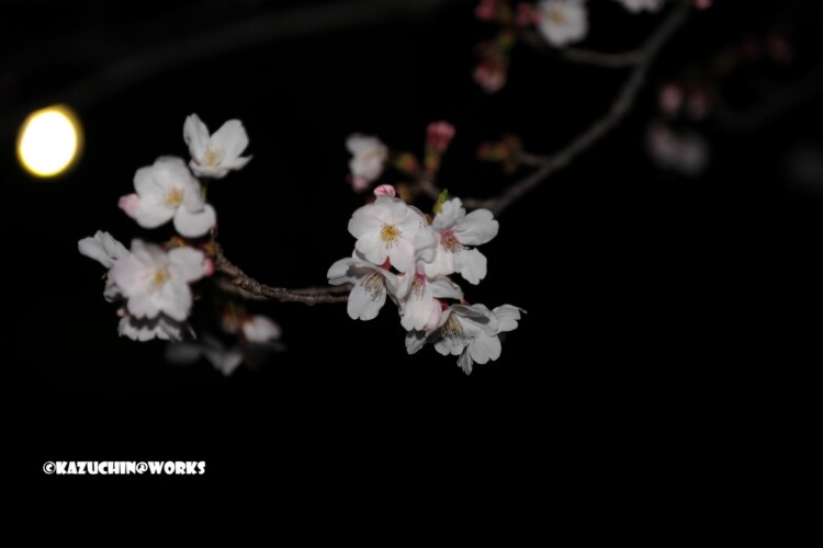 2019/04/04 荒子川公園の桜 12 2019/04/04 荒子川公園の桜 12
