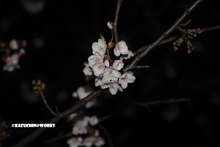 2019/04/04 荒子川公園の桜 13 2019/04/04 荒子川公園の桜 13