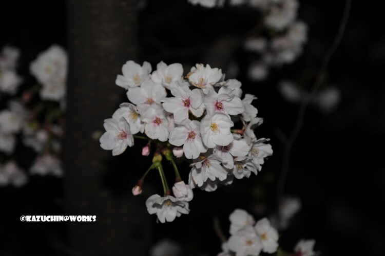 2019/04/04 荒子川公園の桜 14 2019/04/04 荒子川公園の桜 14
