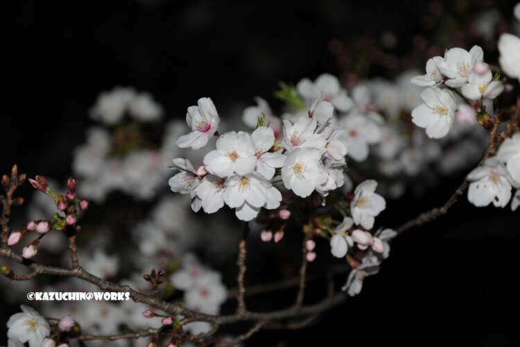 2019/04/04 荒子川公園の桜 15 2019/04/04 荒子川公園の桜 15