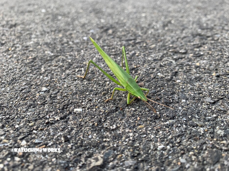 2019/04/22 今朝やってきたバッタくん 2019/04/22 今朝やってきたバッタくん