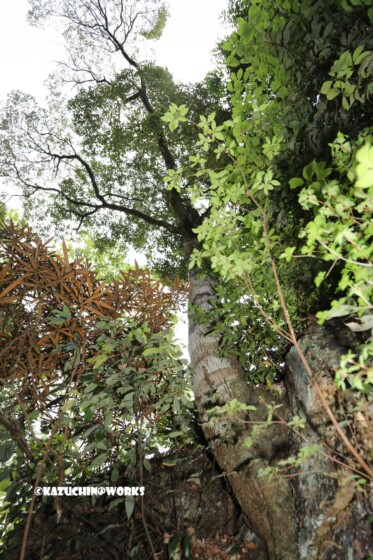 2019/05/04 愛知県民の森 宇連川支流からの樹木 2019/05/04 愛知県民の森 宇連川支流からの樹木