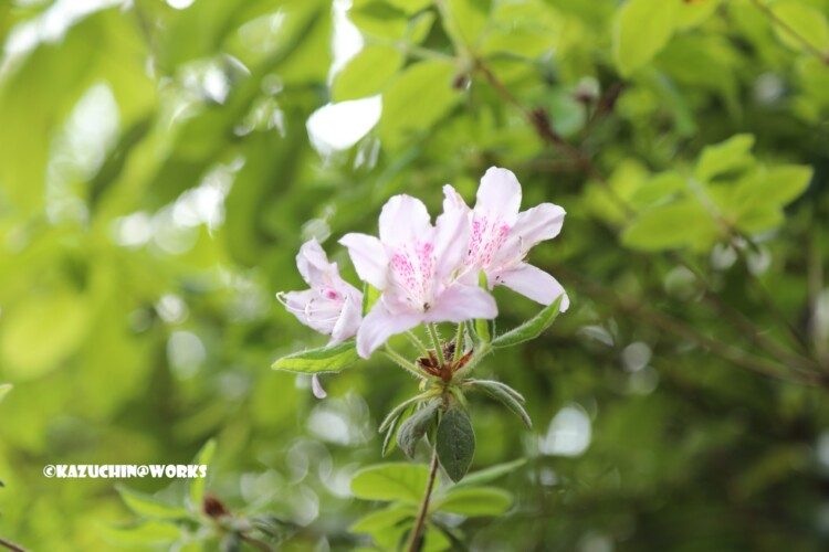 2019/05/04 愛知県民の森 宇連川支流 川辺に咲く花 01 2019/05/04 愛知県民の森 宇連川支流 川辺に咲く花 01