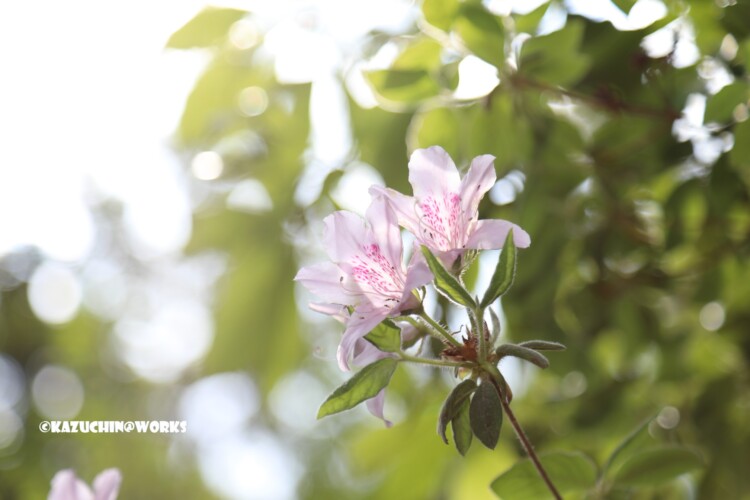 2019/05/04 愛知県民の森 宇連川支流 川辺に咲く花 02 2019/05/04 愛知県民の森 宇連川支流 川辺に咲く花 02