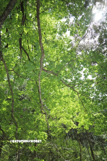 2019/05/04 愛知県民の森 宇連川支流 川辺より 01 2019/05/04 愛知県民の森 宇連川支流 川辺より 01