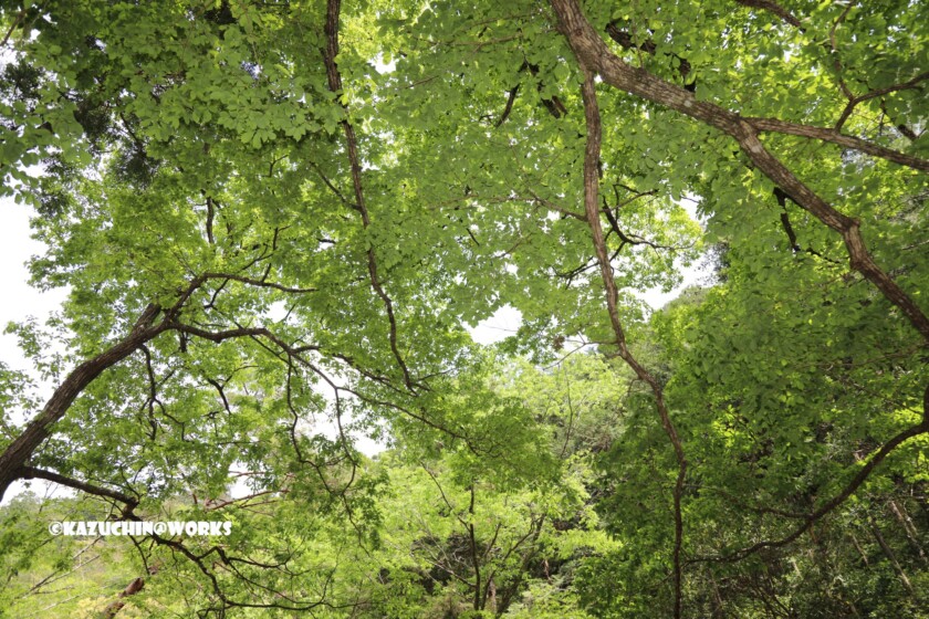 2019/05/04 愛知県民の森 宇連川支流 川辺より 02 2019/05/04 愛知県民の森 宇連川支流 川辺より 02
