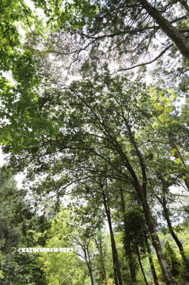 2019/05/04 愛知県民の森 宇連川支流 川辺より 03 2019/05/04 愛知県民の森 宇連川支流 川辺より 03