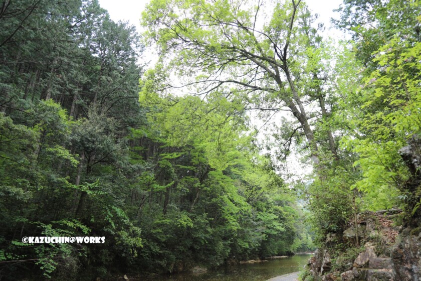2019/05/04 愛知県民の森 宇連川支流 川辺より 04 2019/05/04 愛知県民の森 宇連川支流 川辺より 04