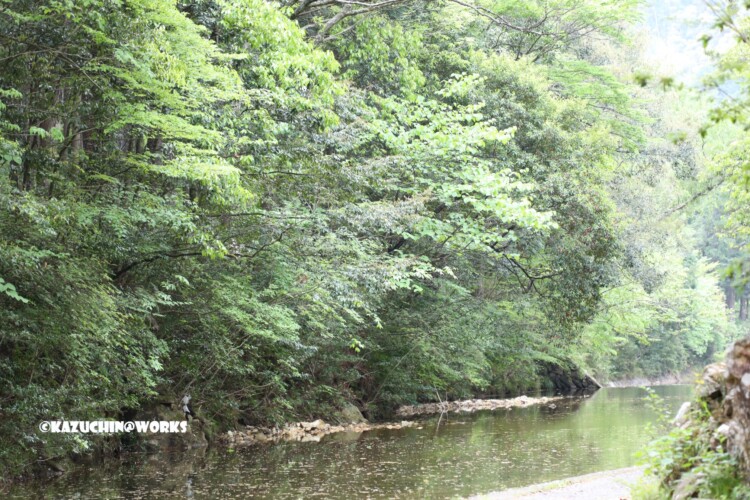 2019/05/04 愛知県民の森 宇連川支流 川辺より 05 2019/05/04 愛知県民の森 宇連川支流 川辺より 05