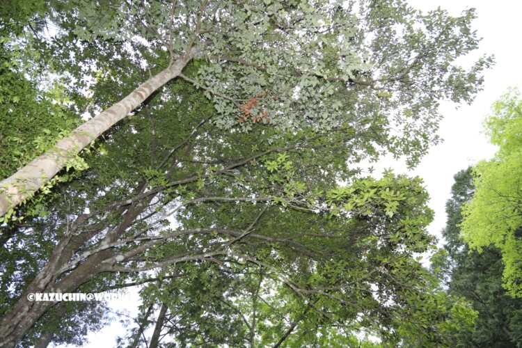 2019/05/04 愛知県民の森 宇連川支流 川辺より 06 2019/05/04 愛知県民の森 宇連川支流 川辺より 06