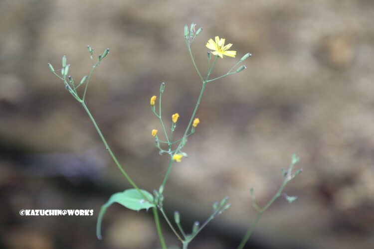 2019/05/04 愛知県民の森 宇連川支流 川辺に咲く花 03 2019/05/04 愛知県民の森 宇連川支流 川辺に咲く花 03