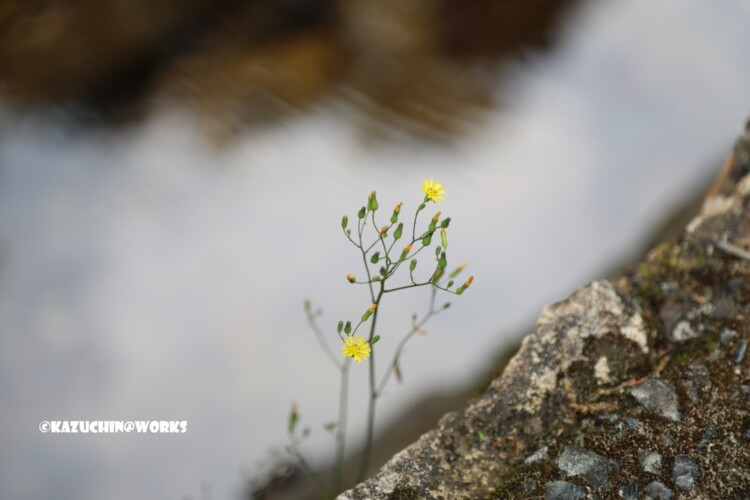 2019/05/04 愛知県民の森 宇連川支流 川辺に咲く花 04 2019/05/04 愛知県民の森 宇連川支流 川辺に咲く花 04