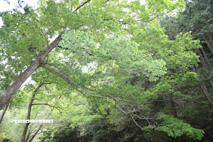 2019/05/04 愛知県民の森 宇連川支流 川辺より 07 2019/05/04 愛知県民の森 宇連川支流 川辺より 07