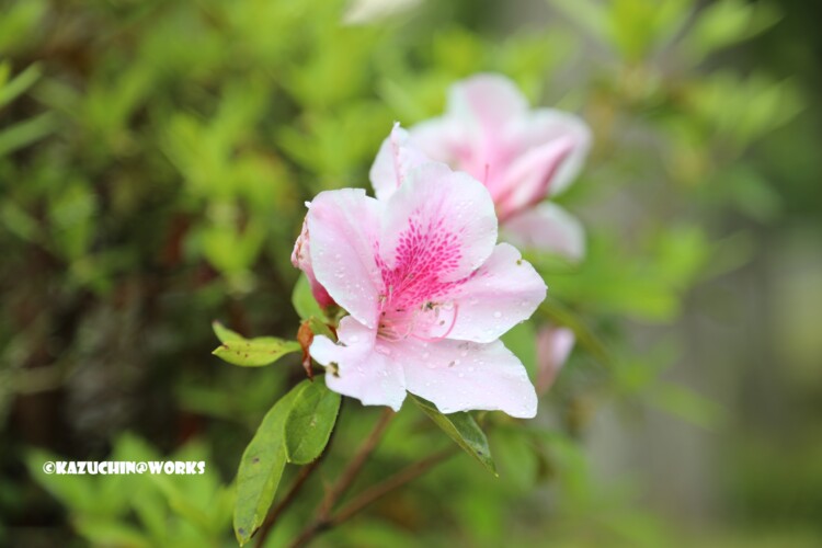 2019/05/04 愛知県民の森 モリトピア愛知の回りに咲く花 01 2019/05/04 愛知県民の森 モリトピア愛知の回りに咲く花 01