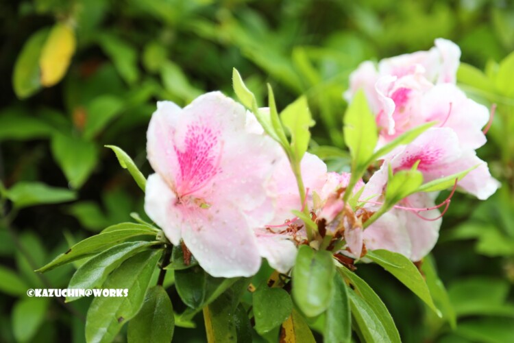 2019/05/04 愛知県民の森 モリトピア愛知の回りに咲く花 02 2019/05/04 愛知県民の森 モリトピア愛知の回りに咲く花 02