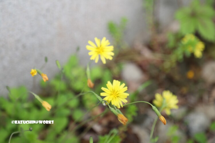 2019/05/04 愛知県民の森 モリトピア愛知の回りに咲く花 03 2019/05/04 愛知県民の森 モリトピア愛知の回りに咲く花 03