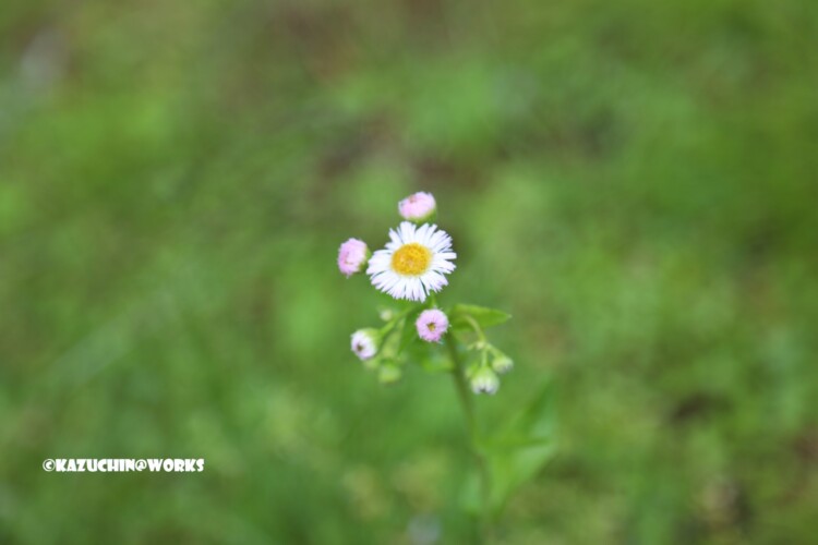 2019/05/04 愛知県民の森 モリトピア愛知の回りに咲く花 04 2019/05/04 愛知県民の森 モリトピア愛知の回りに咲く花 04