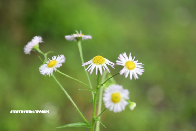 2019/05/04 愛知県民の森 モリトピア愛知の回りに咲く花 05 2019/05/04 愛知県民の森 モリトピア愛知の回りに咲く花 05