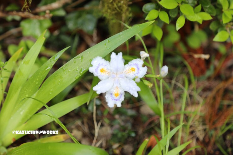 2019/05/04 愛知県民の森 モリトピア愛知の回りに咲く花 06 2019/05/04 愛知県民の森 モリトピア愛知の回りに咲く花 06