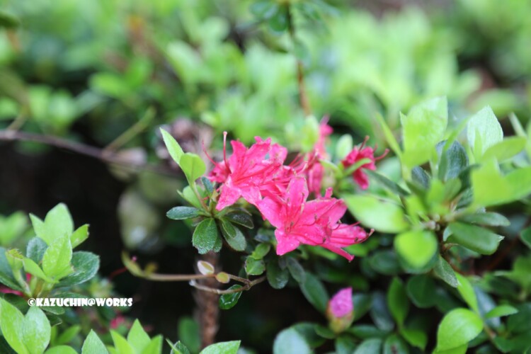 2019/05/04 愛知県民の森 モリトピア愛知の回りに咲く花 07 2019/05/04 愛知県民の森 モリトピア愛知の回りに咲く花 07