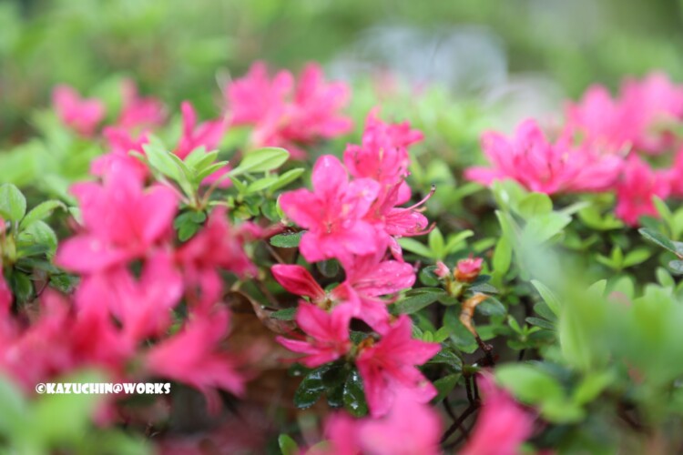 2019/05/04 愛知県民の森 モリトピア愛知の回りに咲く花 08 2019/05/04 愛知県民の森 モリトピア愛知の回りに咲く花 08