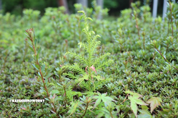 2019/05/04 愛知県民の森 モリトピア愛知の回りに浮き出る草 01 2019/05/04 愛知県民の森 モリトピア愛知の回りに浮き出る草 01