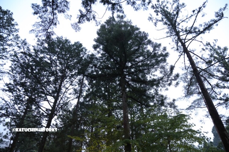 2019/05/04 愛知県民の森 Aキャンプ場 03 2019/05/04 愛知県民の森 Aキャンプ場 03