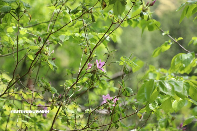 2019/05/05 ~不動滝 02