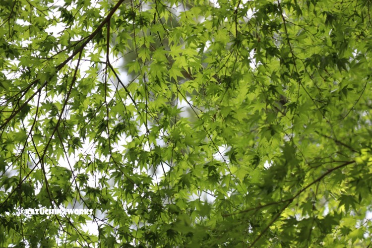 2019/05/05 ~不動滝 06