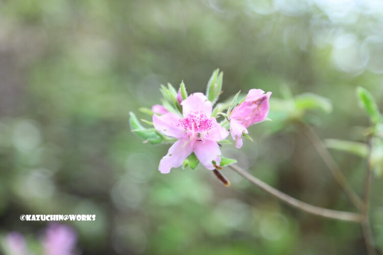2019/05/05 不動滝周辺 03