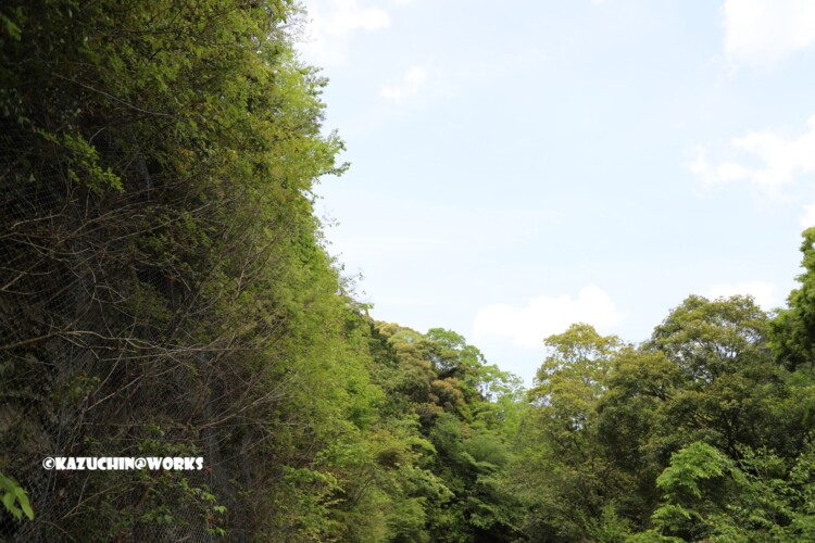 2019/05/05 ~かえで展示林 02