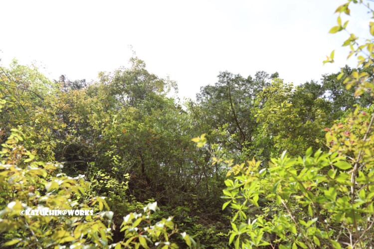 2019/05/05 ~かえで展示林 04