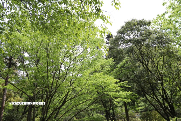 2019/05/05 ~かえで展示林 05